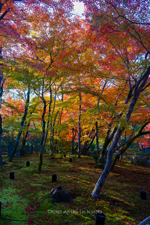 1201KYOTO11月-95