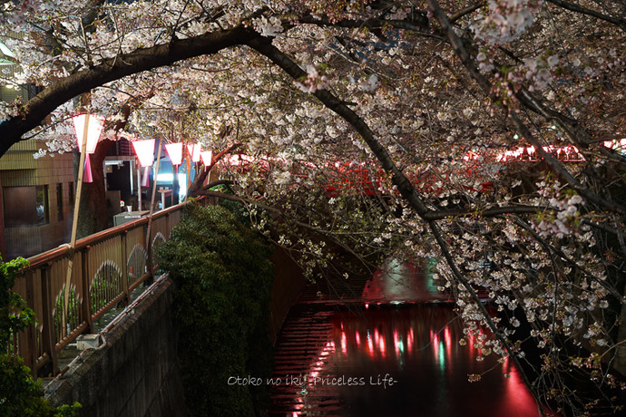 0330桜23月-71