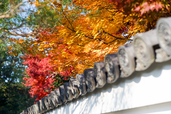 1116退蔵院11月-34