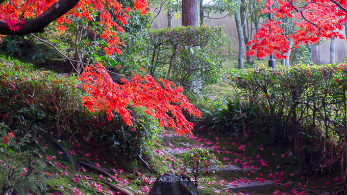0602京都11月-5