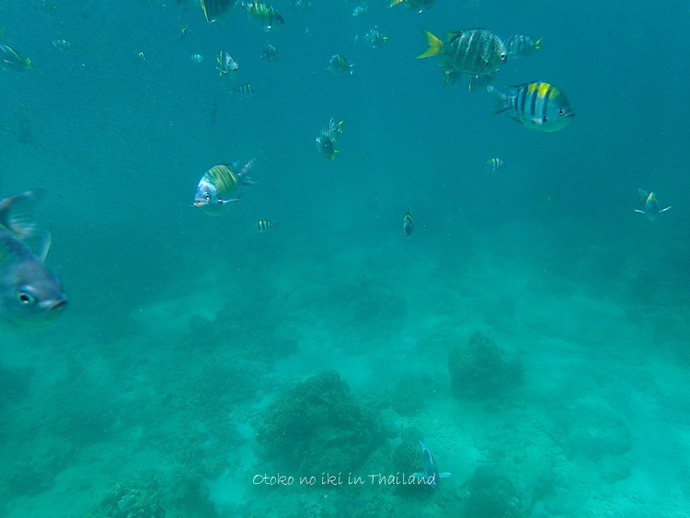 0517Thai5月-45