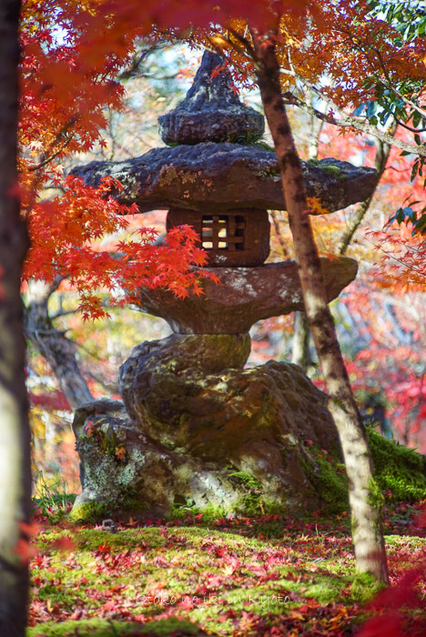 1124京都11月-20