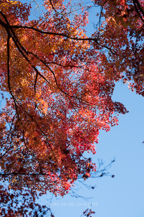 1110常寂光寺11月-9