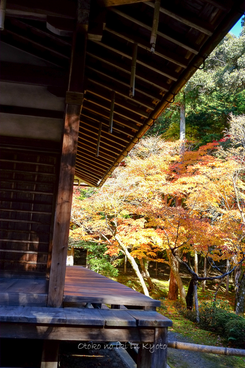1102苔寺11月-8