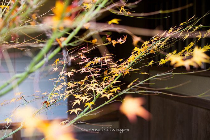 1129光悦寺11月-21