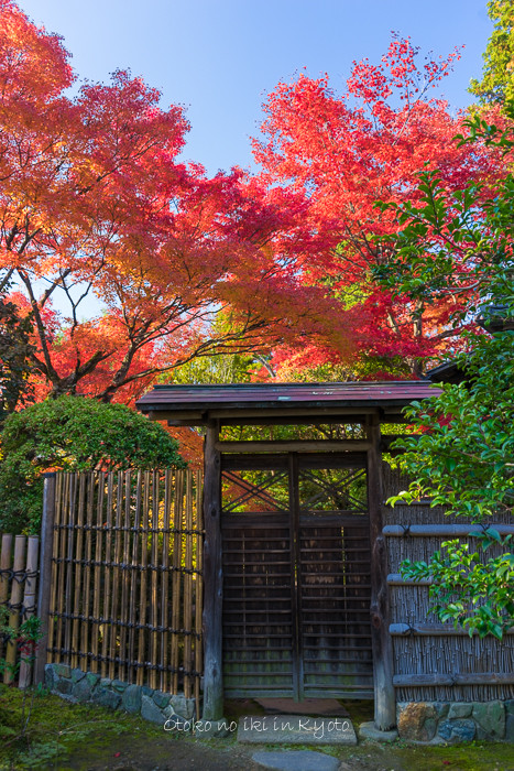 1117妙心寺11月-6