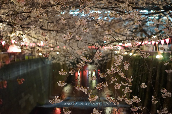 0330桜3月-1