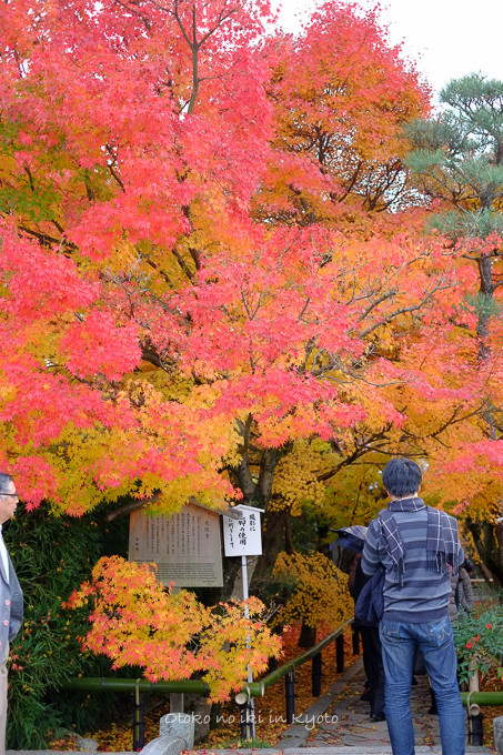 1129光悦寺11月-28