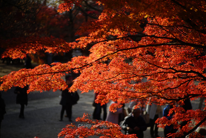 1123京都_2_11月-6