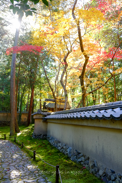 1102苔寺11月-16