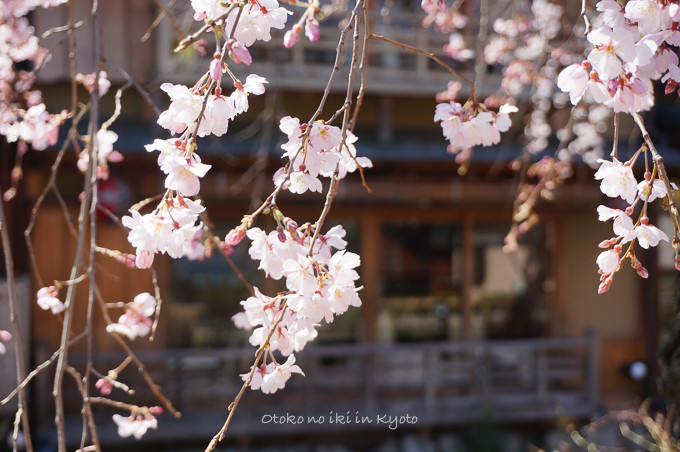 0324京都3月-3