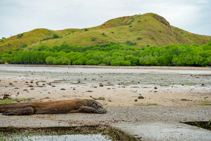 BALI_KOMODO_2019-14