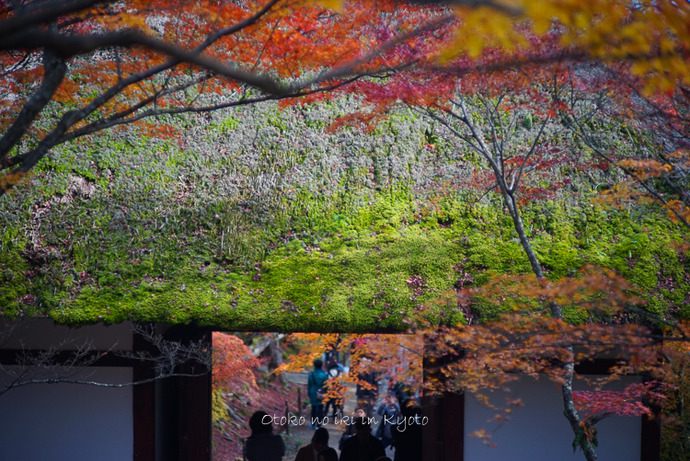 1124京都11月-38