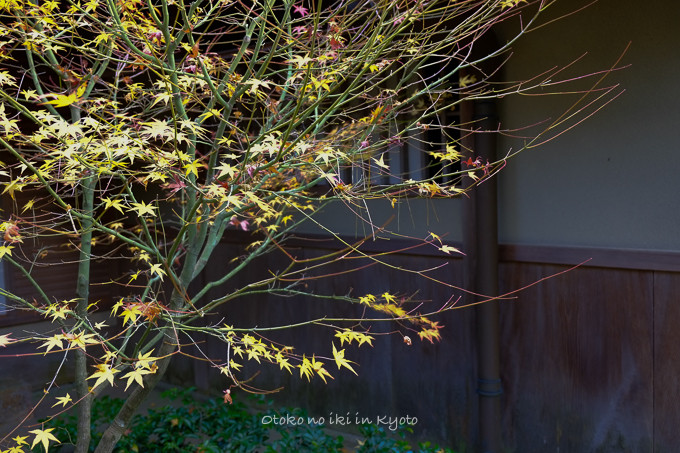 1129光悦寺11月-8