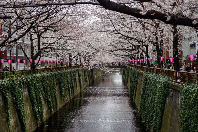 0330桜23月-10