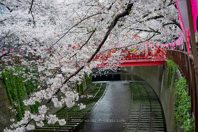 0404目黒川4月-22