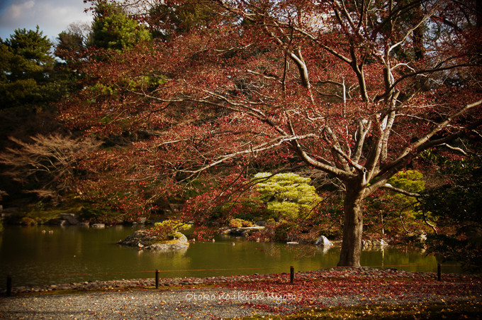 201412KYOTO12月-6