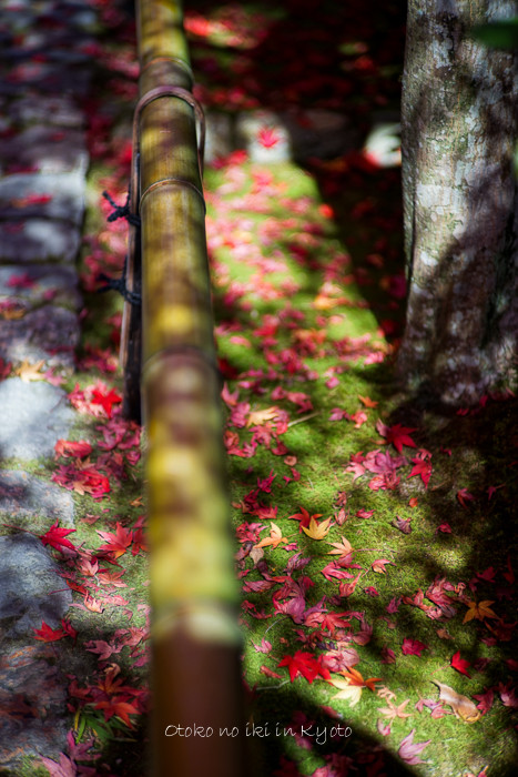 1121光悦寺11月-12