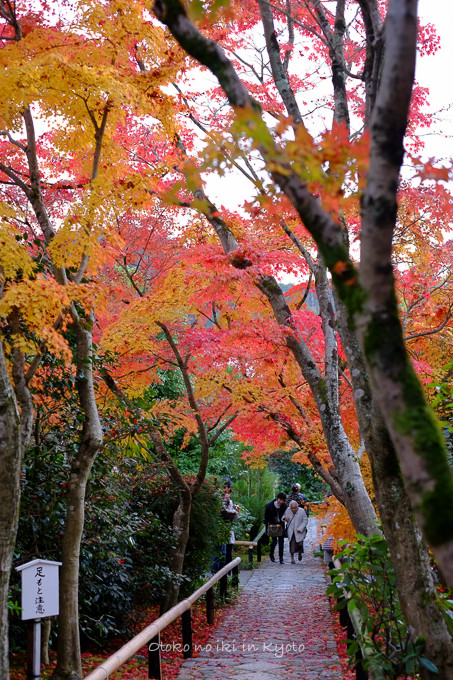 1129光悦寺11月-26