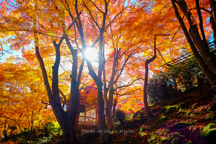 1110常寂光寺11月-15