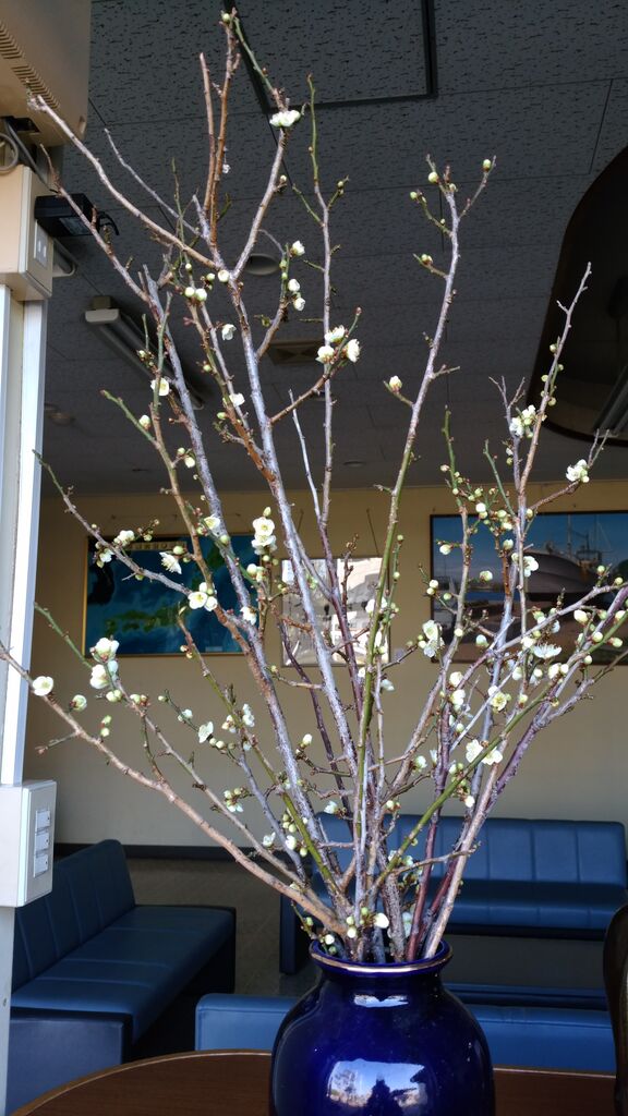 梅の花が咲きました 陶魂 0101工房のblog 梅の花が咲きました 陶魂 0101工房のblog