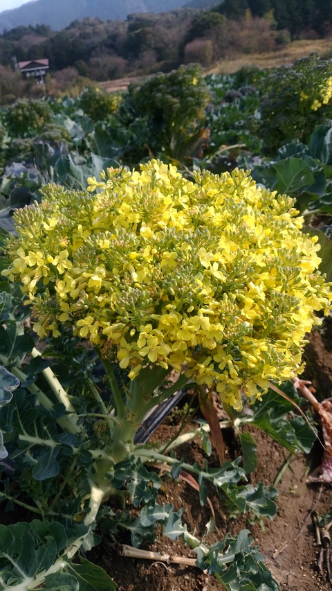 ブロッコリーの花が咲きました 陶魂 0101工房のblog ブロッコリーの花が咲きました 陶魂 0101工房のblog