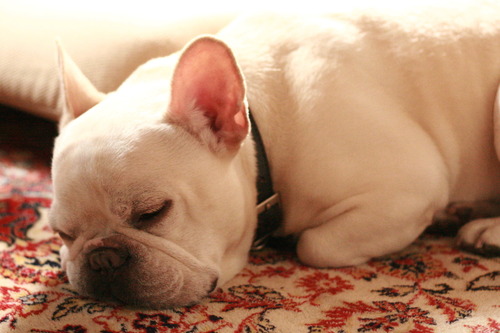 何言ってるズラ