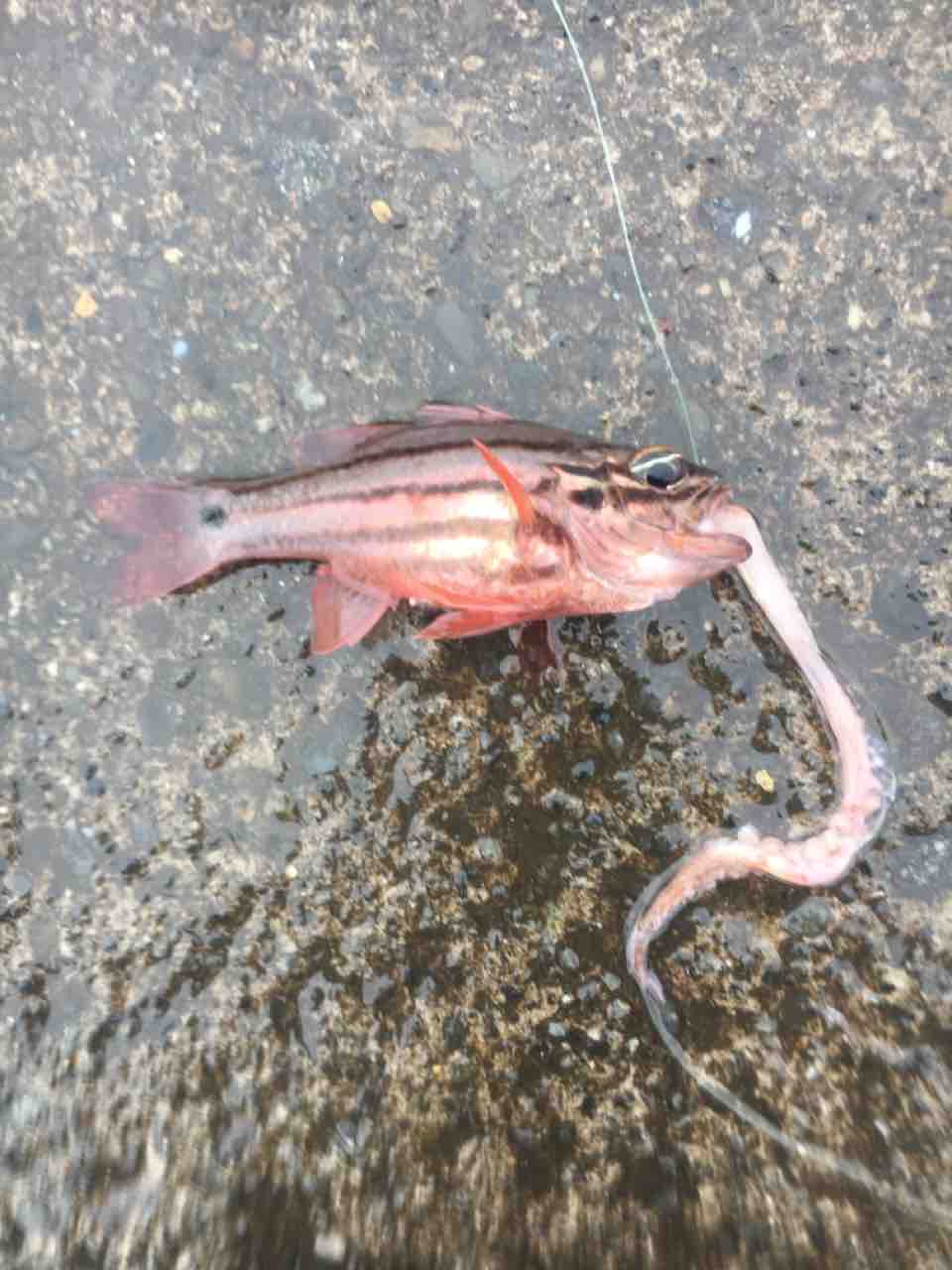 伊豆大島釣行1日目 Ryuのブログ 伊豆大島釣行1日目 Ryuのブログ