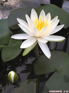 20080809-015
