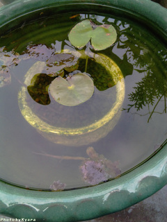 20100621-010