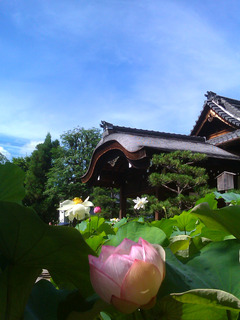 IMAG6724