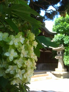 IMAG6873