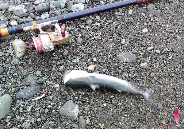 サーフトローリング&弓角★彡