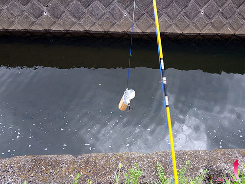 ドブ水路でのナマズ釣り