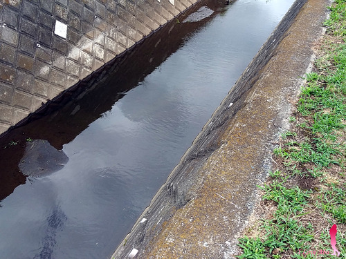 ドブ水路でのナマズ釣り