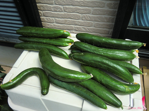 オリムピック釣具 両軸リール ストロング50