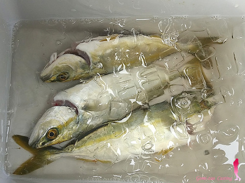 つばすが釣れた♪