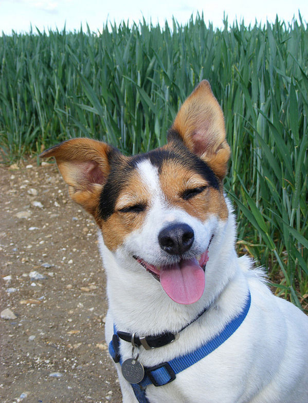 犬のワロタwwwイヌの笑顔可愛すぎワロタ きゃわわ速報 犬のワロタwwwイヌの笑顔可愛すぎワロタ きゃわわ速報