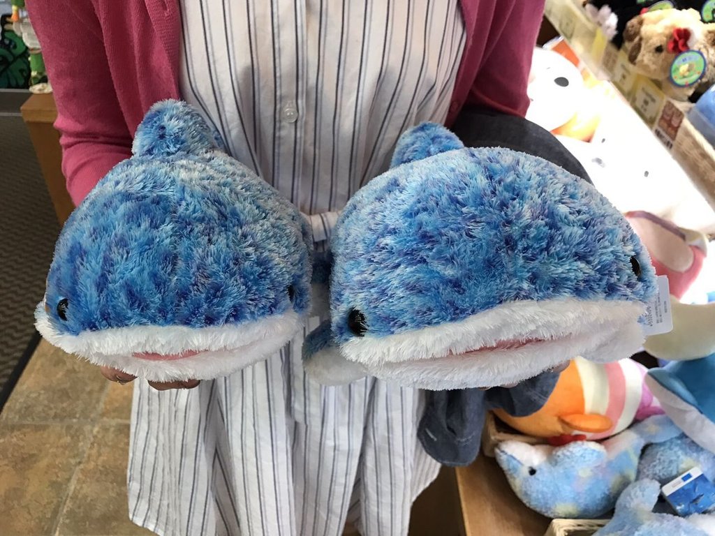 欅坂46 お前らアオコ買いすぎ 美ら海水族館の ペタンコ ジンベエザメ ついに販売制限 欅坂46まとめdx