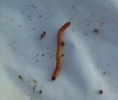 畑の花 虫 病気 カノンっちライフ