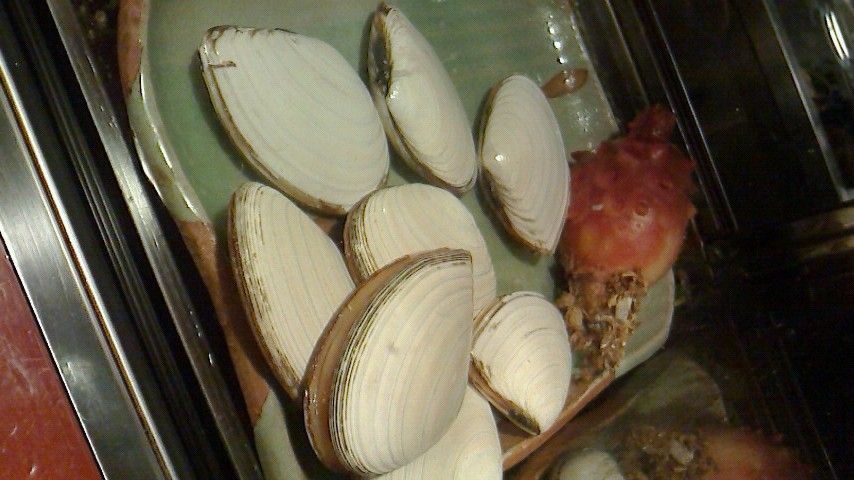 ようこそ 魚の世界へ 穴子ちらし小町 鎌倉小町通り 鎌倉美食美飲倶楽部