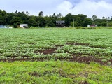 IMG_8486_1