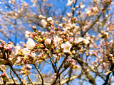 IMG_8209-1