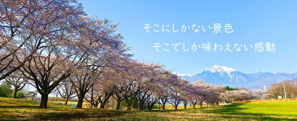 KABURAnoSAKURANAMIKI