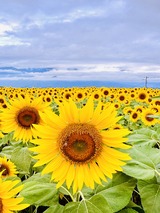 IMG_5328