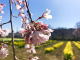 IMG_7664-1