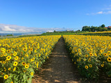 IMG_0009-1-2