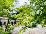 IMG_2373