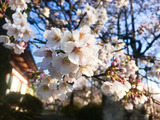 IMG_7881-1
