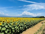 IMG_3978_1